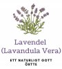Nyhet - Väldoftande Lavendel